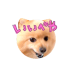 どさんこポメラニアン なまらいいっしょ（個別スタンプ：23）