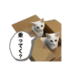 DearCat2024（個別スタンプ：36）