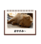 コロチ♥️（個別スタンプ：8）