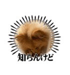 コロチ♥️（個別スタンプ：11）
