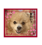 コロチ♥️（個別スタンプ：16）