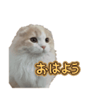 スコのピノちゃん（個別スタンプ：1）