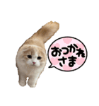スコのピノちゃん（個別スタンプ：3）