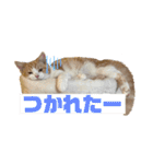 スコのピノちゃん（個別スタンプ：7）