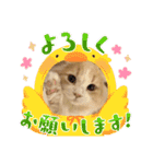 スコのピノちゃん（個別スタンプ：17）