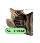 まめ＆おから（個別スタンプ：3）