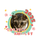 虎吉福島2025（個別スタンプ：1）