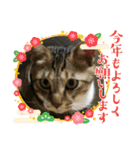 虎吉福島2025（個別スタンプ：5）