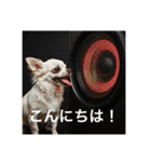 人間っぽいチワワさん5（個別スタンプ：10）