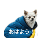 人間っぽいチワワさん5（個別スタンプ：11）