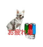 人間っぽいチワワさん5（個別スタンプ：12）