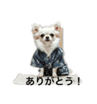 人間っぽいチワワさん5（個別スタンプ：15）