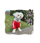 coron season9 感謝編（個別スタンプ：4）