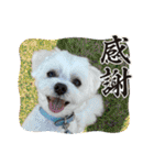 coron season9 感謝編（個別スタンプ：6）