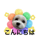 coron season9 感謝編（個別スタンプ：11）