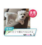 coron season9 感謝編（個別スタンプ：13）
