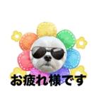 coron season9 感謝編（個別スタンプ：15）
