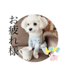 coron season9 感謝編（個別スタンプ：16）