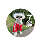 coron season9 感謝編（個別スタンプ：19）