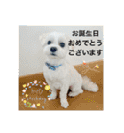 coron season9 感謝編（個別スタンプ：28）