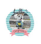 coron season9 感謝編（個別スタンプ：34）