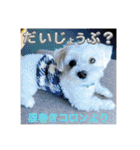 coron season9 感謝編（個別スタンプ：36）