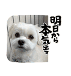 coron season9 感謝編（個別スタンプ：40）