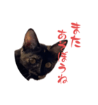 麦ちゃんからねえねへ（個別スタンプ：7）