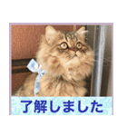 ミヌエット猫らんまる年賀（個別スタンプ：3）