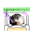 あーちゃん1年の行事スタンプにゃ（個別スタンプ：13）