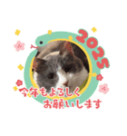 あーちゃん1年の行事スタンプにゃ（個別スタンプ：16）