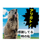 叫ぶ！マーモットとミーム会話⭐40匹セット（個別スタンプ：3）