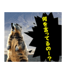 叫ぶ！マーモットとミーム会話⭐40匹セット（個別スタンプ：33）