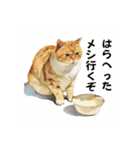 猫(日常生活に使えそうな)（個別スタンプ：13）