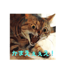 猫(日常生活に使えそうな)（個別スタンプ：15）