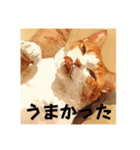 猫(日常生活に使えそうな)（個別スタンプ：18）