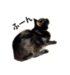 猫(日常生活に使えそうな)（個別スタンプ：19）