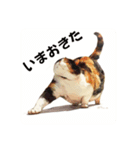 猫(日常生活に使えそうな)（個別スタンプ：21）