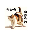 猫(日常生活に使えそうな)（個別スタンプ：22）