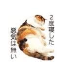 猫(日常生活に使えそうな)（個別スタンプ：23）