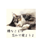 猫(日常生活に使えそうな)（個別スタンプ：35）