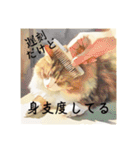 猫(日常生活に使えそうな)（個別スタンプ：37）