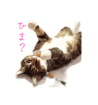 猫(日常生活に使えそうな)（個別スタンプ：40）