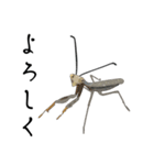 【褐色】ハラビロカマキリスタンプ（個別スタンプ：14）