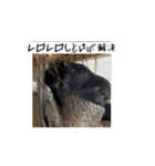 【初】動くハルくんお正月ver.（個別スタンプ：13）