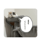 ぽーちー（個別スタンプ：11）