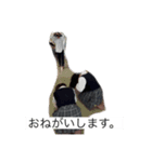 社不になりたい（個別スタンプ：4）