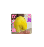 黄色青色エメラルドグリーンセキセイインコ（個別スタンプ：1）