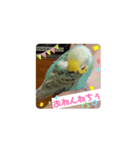 黄色青色エメラルドグリーンセキセイインコ（個別スタンプ：4）