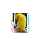 黄色青色エメラルドグリーンセキセイインコ（個別スタンプ：7）